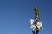 So ganz nebenbei hat die Obstblüte begonnen
