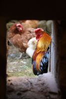 Gallinas autoctonas