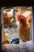 Gallinas autoctonas