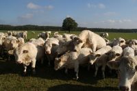 Rudelfick im Altersheim