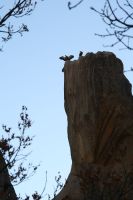 Geier beherrschen die Felsen in Manzanares