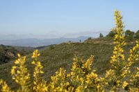 Paisaje mit Ginster(?)