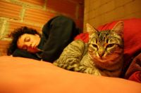 Achtung: Katze im Hühnerstall