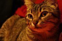 Achtung: Katze im Hühnerstall