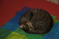 Katzenkugel