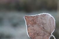 Frost in Cirat