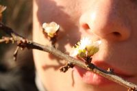 Die ersten Mandelblüten