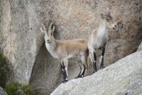 Bergziegen in Manzanares