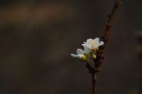 Erste Mandelblüten