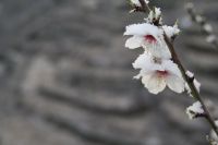 Mandelblüten im Schnee