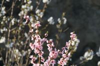 Mandel- und Kirschblüten