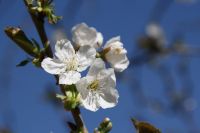 Kirschblüten