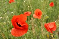 Mohn