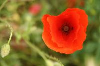 Mohn